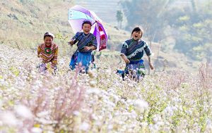 Mùa hoa tam giác mạch hà giang