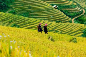 Ruộng bậc thang hà giang - Kinh nghiệm du lịch hà giang 