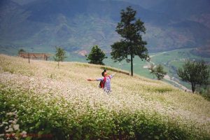 mùa hoa tam giác mạch hà giang