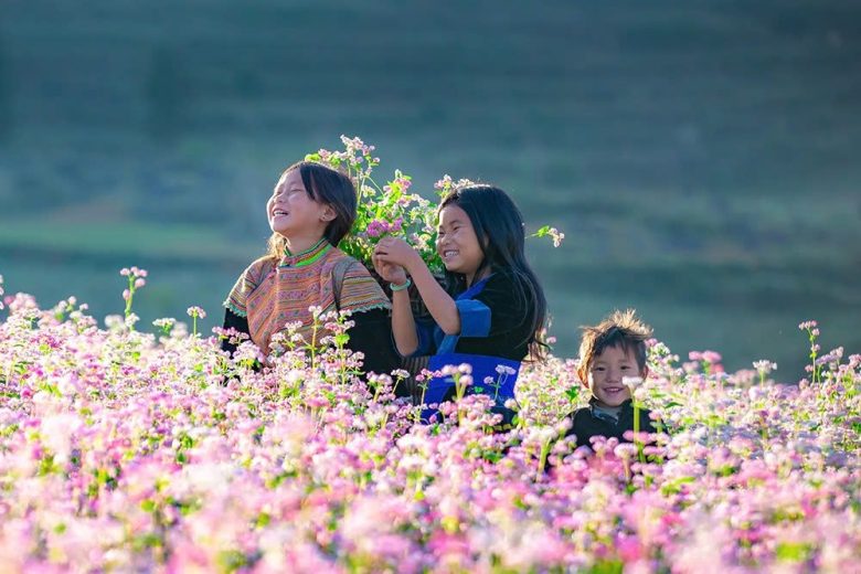 mua hoa tam giac mach ha giang